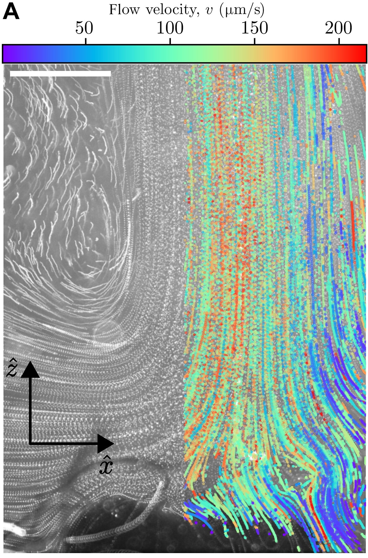 Metabolically-driven flows in snowflake yeast